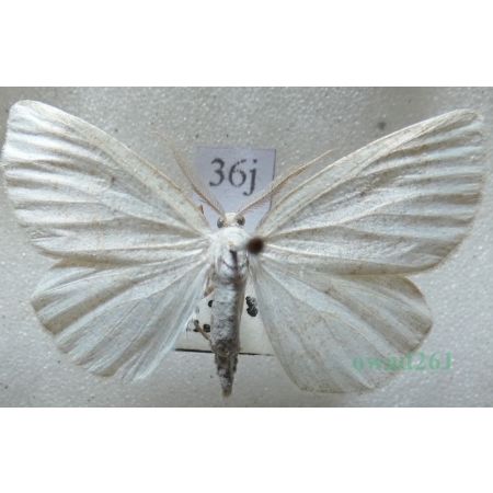 Cabera exanthemata (Scopoli, 1763) Ciemnokres brzozowiec Czech36j